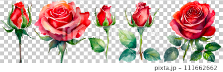Watercolor touch rose illustration 111662662