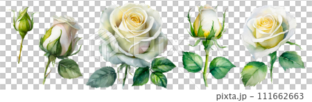 Watercolor touch rose illustration 111662663