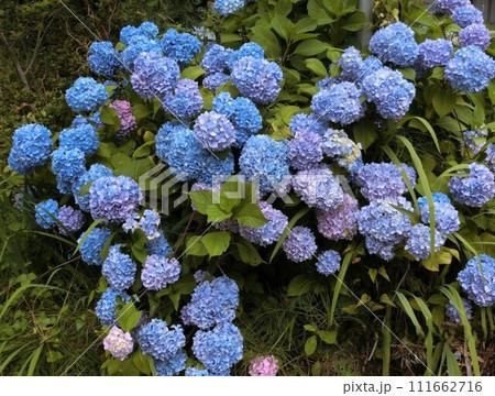 青い紫陽花 青い紫陽花 111662716