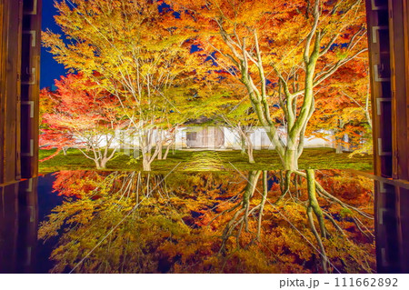 妙覺寺　紅葉 111662892