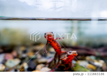 泳ぐアカハライモリのアップ 泳ぐアカハライモリのアップ 111663186