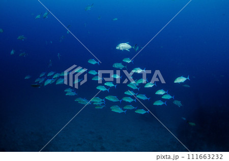 魚影が濃い・アジ・魚の群れ・タイ・シミラン.4 111663232