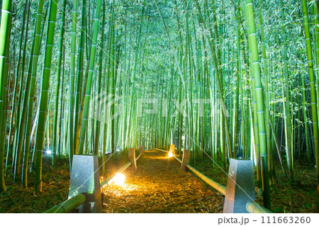 鹿王院　紅葉 111663260