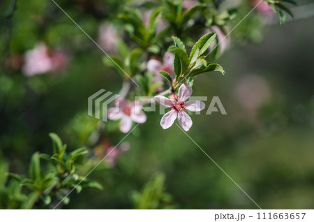 Flowering with pink cherry tree prunus tomentosa flowers in spring Flowering with pink cherry tree prunus tomentosa flowers in spring 111663657