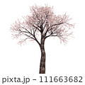 桜の木_3Dイラスト_1 111663682