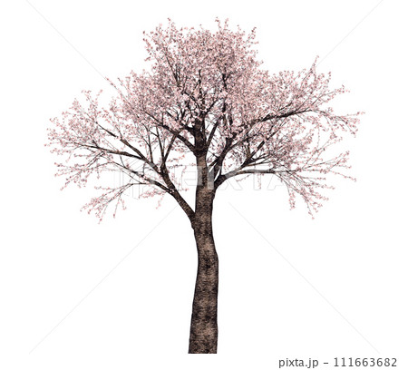 桜の木 冬 絵 古い桜の木の冬のシルエットベクトル描画またはイラスト
