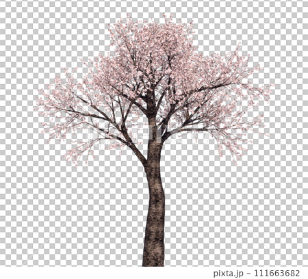 櫻桃樹_3D插圖_1 111663682