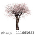 桜の木_3Dイラスト_2 111663683