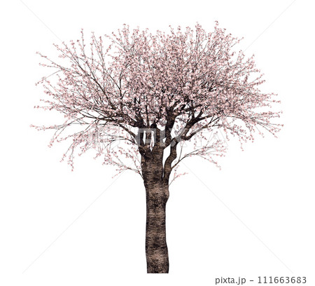 桜の木_3Dイラスト_2 111663683