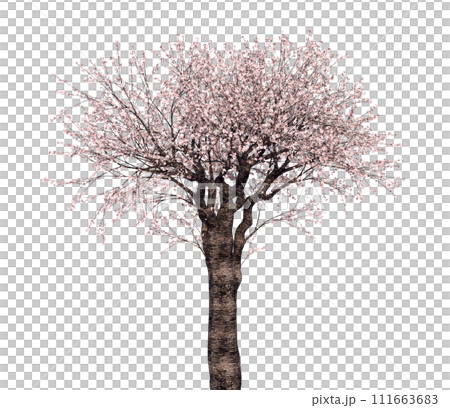 櫻桃樹_3D插圖_2 111663683