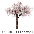桜の木_3Dイラスト_3 111663684