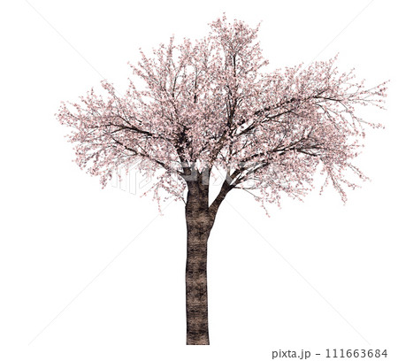 桜の木_3Dイラスト_3 111663684