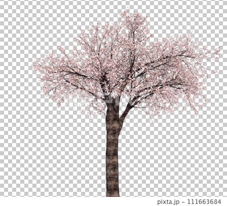 桜の木_3Dイラスト_3 111663684
