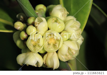 自然　植物　フクギ、初夏に葉腋にみっしりとクリーム色の花をつけ甘い香りを漂わせます 111663821