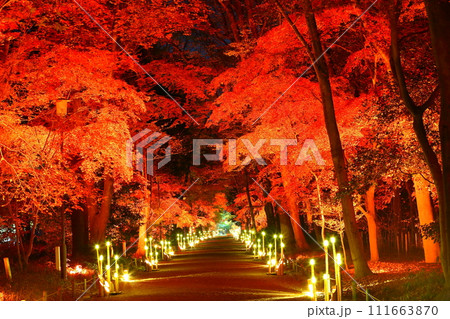 下鴨神社　紅葉 111663870