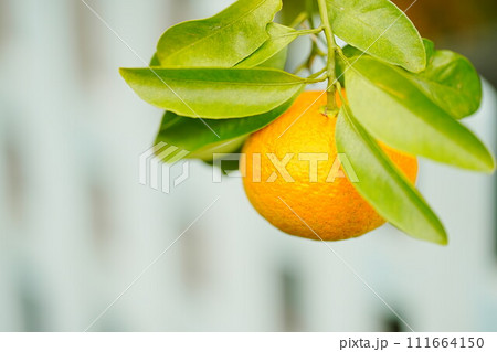 ベニアマナツ 紅甘夏 ベニアマナツ 紅甘夏 111664150