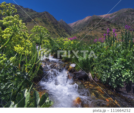 Mountain stream with cascades of waterfalls among grasses in summer in Aksu-Zhabagly Nature Reserve in Kazakhstan 111664252