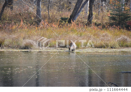 ニホンジカ(奥日光・戦場ヶ原/栃木県日光市) ニホンジカ(奥日光・戦場ヶ原/栃木県日光市) 111664444