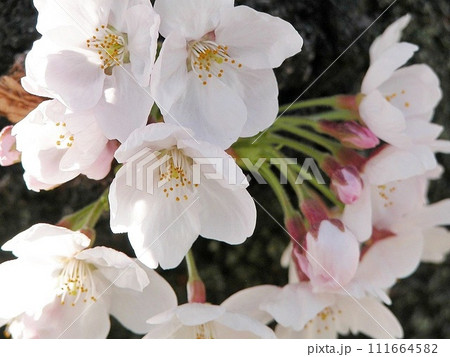 淡いピンク舞う 熊谷市伊勢町ふれあい公園にてサクラ咲く(2015.4.2) 桜手帖 クローズアップ 淡いピンク舞う 熊谷市伊勢町ふれあい公園にてサクラ咲く(2015.4.2) 桜手帖 クローズアップ 111664582