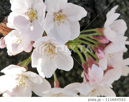 桜手帖 熊谷市の伊勢町ふれあい公園でサクラ咲く(2015.4.2) 淡いピンク舞うクローズアップ 111664583