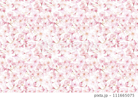 桜イラスト壁紙 111665075