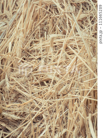 Bales of hay or straw. Background or wallpaper texture Bales of hay or straw. Background or wallpaper texture 111665289