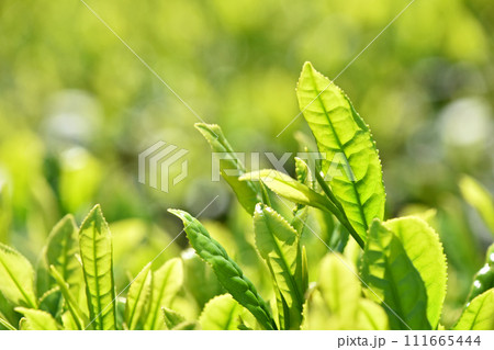 茶畑 111665444