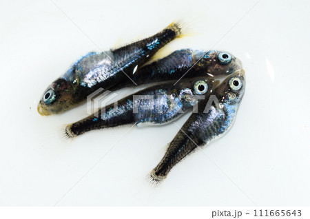 宝石のようなメダカの横見(改良メダカ) 宝石のようなメダカの横見(改良メダカ) 111665643