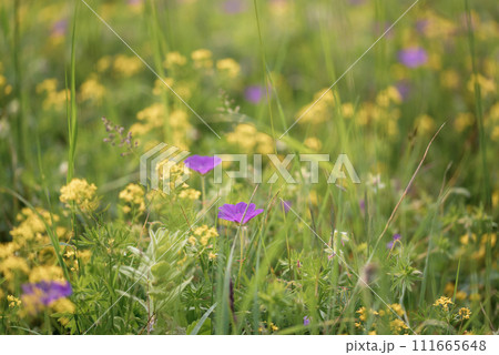 Beautiful summer or spring meadow with blue, yellow and lilac flowers. Wild natural landscape. 111665648