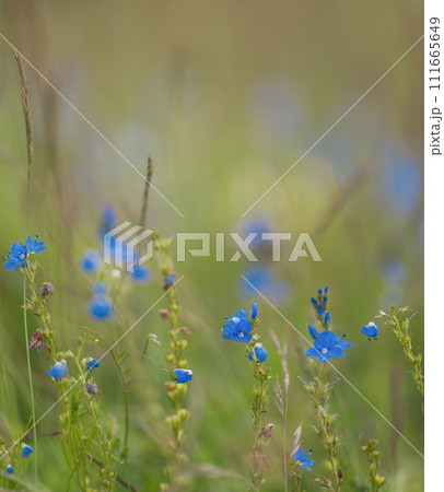 Beautiful summer or spring meadow with blue, yellow and lilac flowers. Beautiful summer or spring meadow with blue, yellow and lilac flowers. 111665649
