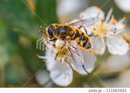 Closeup of Batman hoverfly, Myathropa florea, pollinating on white flowers. Closeup of Batman hoverfly, Myathropa florea, pollinating on white flowers. 111665683