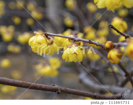 満開の蝋梅の花 満開の蝋梅の花 111665731