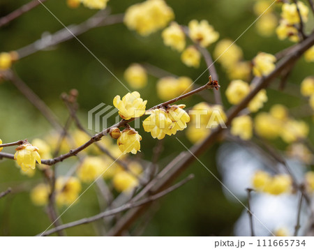 満開の蝋梅の花 満開の蝋梅の花 111665734