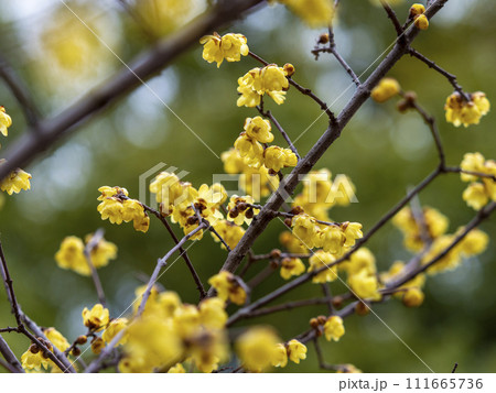 満開の蝋梅の花 満開の蝋梅の花 111665736