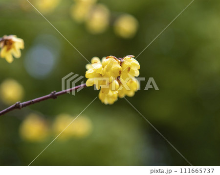 満開の蝋梅の花 満開の蝋梅の花 111665737