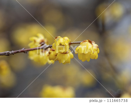 満開の蝋梅の花 満開の蝋梅の花 111665738