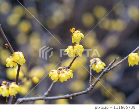 満開の蝋梅の花 満開の蝋梅の花 111665739