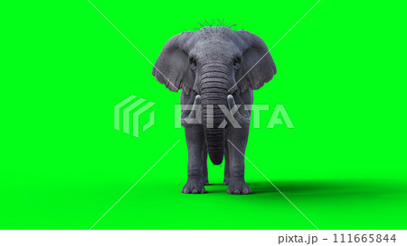 African elephant idle. 3d rendering. 111665844