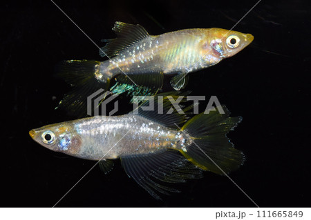 アスリートメダカ横見（改良メダカ） 111665849