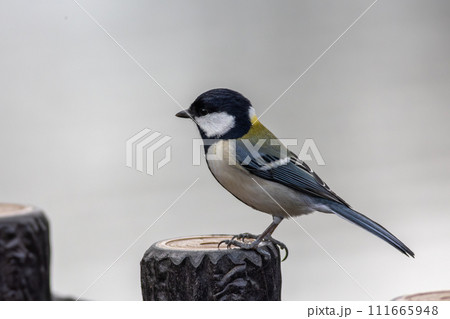 杭に止まるシジュウカラ 111665948