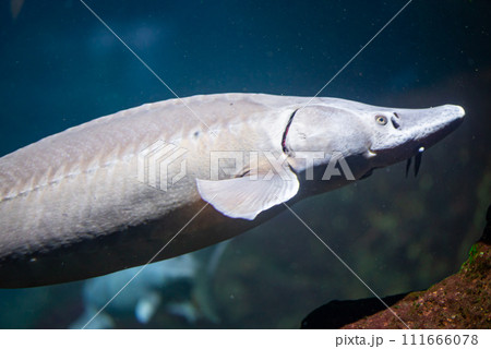 A white vertebrate fish gracefully swims in the liquid water A white vertebrate fish gracefully swims in the liquid water 111666078