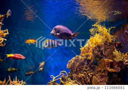 Vertebrate organisms with fins swimming underwater in a tank of water 111666081