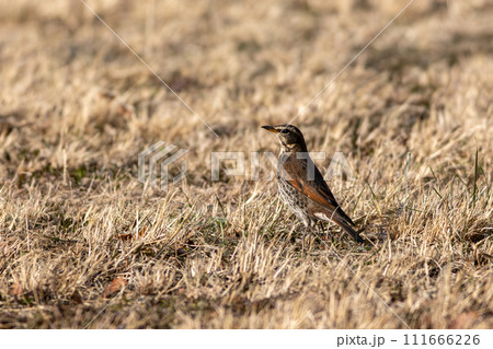 草原で餌を探すツグミ 111666226