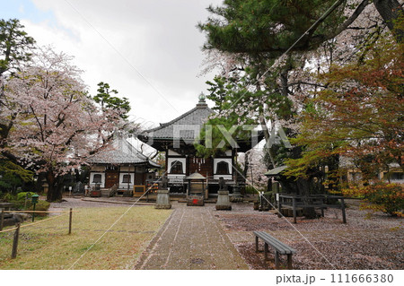 桜に包まれた観音堂 3月世田谷1134桜と観音堂(本堂)・世田谷観音H3.2 桜に包まれた観音堂 3月世田谷1134桜と観音堂(本堂)・世田谷観音H3.2 111666380