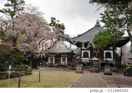 桜に包まれた観音堂 3月世田谷1135桜と観音堂(本堂)・世田谷観音H3.2 桜に包まれた観音堂 3月世田谷1135桜と観音堂(本堂)・世田谷観音H3.2 111666382