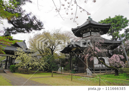 春の日差しに照らされるウコン桜 3月世田谷1138ウコン桜と六角堂(不動堂)・世田谷観音H3.2 春の日差しに照らされるウコン桜 3月世田谷1138ウコン桜と六角堂(不動堂)・世田谷観音H3.2 111666385