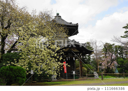 春の日差しに照らされるウコン桜 3月世田谷1139ウコン桜と六角堂(不動堂)・世田谷観音H3.2 春の日差しに照らされるウコン桜 3月世田谷1139ウコン桜と六角堂(不動堂)・世田谷観音H3.2 111666386