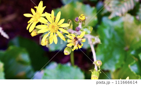 野生で群生する黄色い花ツワブキ 野生で群生する黄色い花ツワブキ 111666614