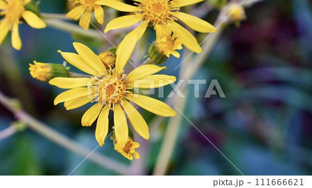 野生で群生する黄色い花ツワブキ 野生で群生する黄色い花ツワブキ 111666621