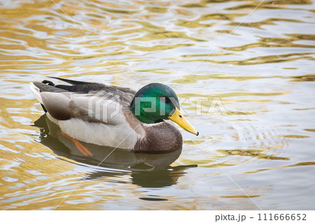Wild duck drake photo. Birdwatching. 111666652